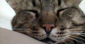 eva pet sitter à MIGNALOUX BEAUVOIR 86550_1