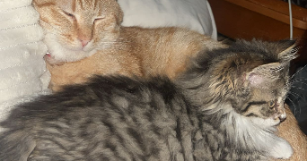 ludivine pet sitter à CHAUMONT 52000_4