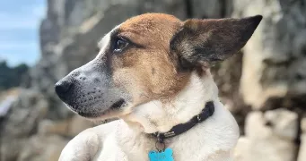 juliette pet sitter à Corbreuse 91410
