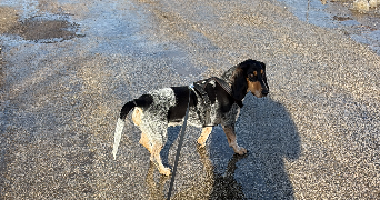 servane pet sitter à EPENOY 25800_3