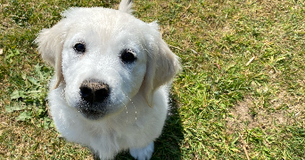 syrine pet sitter à ROSPORDEN 29140_4