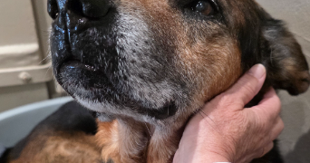 pascale pet sitter à DELLE 90100_9