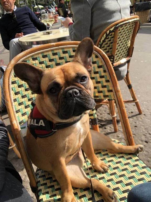 Lola pet sitter à Le Vesinet  78110_1