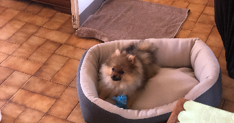 solene pet sitter à Bourg-en-Bresse 01000_3