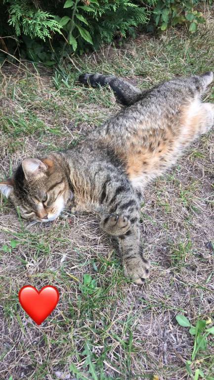 Justine pet sitter à Saint leu la foret 95320_3