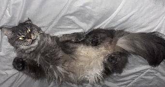 océane pet sitter à OLORON STE MARIE 64400_4