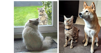 kina pet sitter à CHATOU 78400_2