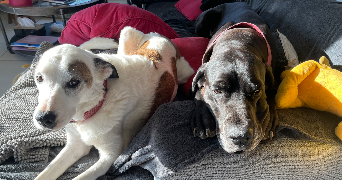 montana pet sitter à CORBERON 21250_3