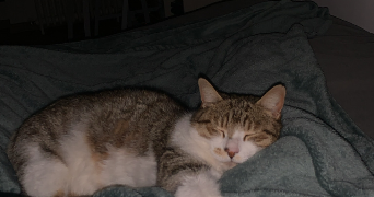 léa pet sitter à Angers 49000_3