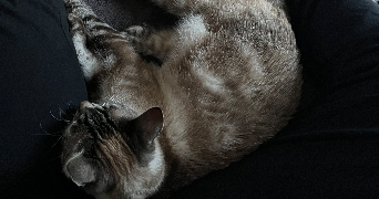 alison pet sitter à BOURG EN BRESSE 01000_3