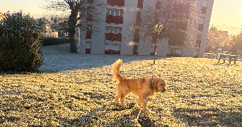 mariia pet sitter à Château-Thierry 02400_6