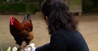 pauline pet sitter à ERDRE EN ANJOU 49220_1