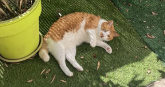 océane pet sitter à LES MARTRES DE VEYRE 63730_3