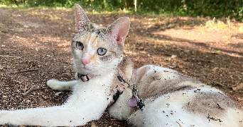 lizzy pet sitter à GOND PONTOUVRE 16160_3