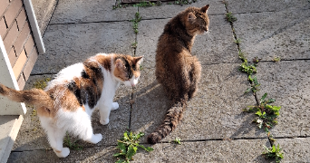 melina pet sitter à ILLIES 59480_3