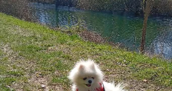 stephane  pet sitter à CHOISY LE ROI 94600