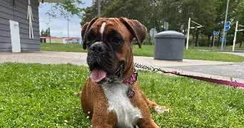 cindy pet sitter à ANNECY 74940