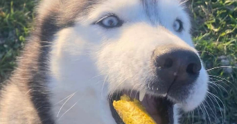 anaelle pet sitter à REIMS 51100_4