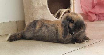 amandine pet sitter à TANNAY 08390_1