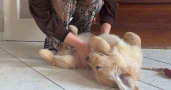celia pet sitter à VITRY SUR SEINE 94400_0