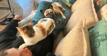 nina pet sitter à TOULOUSE 31400_0