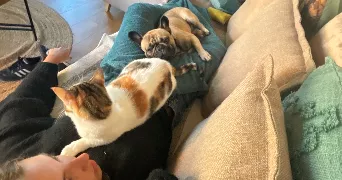 nina pet sitter à TOULOUSE 31400
