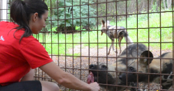 aurelie pet sitter à SERVAS 30340_3