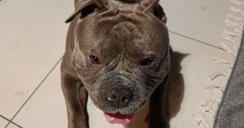 eva pet sitter à Lunéville 54300_2