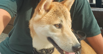 steve pet sitter à WITRY LES REIMS 51420_0