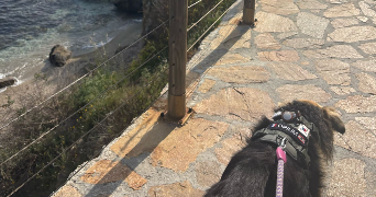 kendra pet sitter à LA SEYNE SUR MER 83500_1