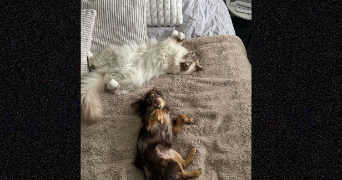 célia pet sitter à HAGUENAU 67500_1