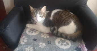 karina pet sitter à EVIAN LES BAINS 74500_5