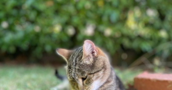 marilyn pet sitter à ST LAURENT DE MURE 69720_0