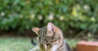 marilyn pet sitter à ST LAURENT DE MURE 69720