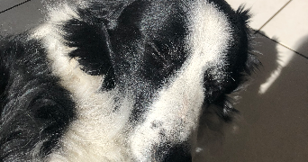 justine pet sitter à GEISPOLSHEIM 67118_5