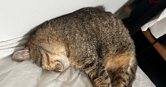 salomé pet sitter à PARIS 15 75015_3