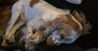 marie laure dog sitter à COMPIEGNE 60200_8