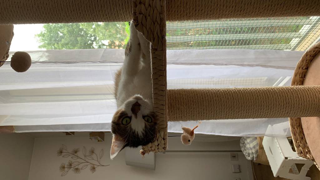 solene pet sitter à Villecresnes 94440_1