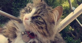 Alexandra pet sitter à BORDEAUX 33800_3