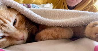 aurelien pet sitter à SAINGHIN EN MELANTOIS 59262_5