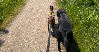 emeraude pet sitter à LA ROCHELLE 17000_17