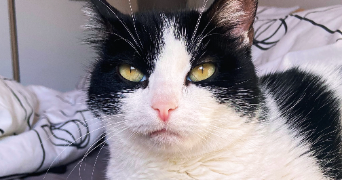 servane pet sitter à EPENOY 25800_1