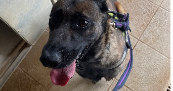 eloïse pet sitter à MONTPELLIER 34000_2