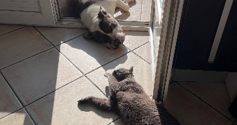 lea pet sitter à BOLLENE 84500_2