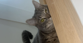 emma pet sitter à MONTLOUIS SUR LOIRE 37270_3