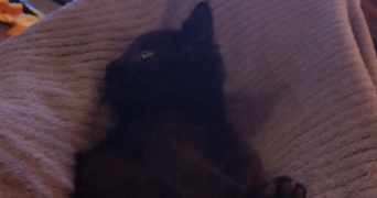 enora pet sitter à PLERIN 22190_1