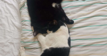 agathe pet sitter à LYON 08 69008_9