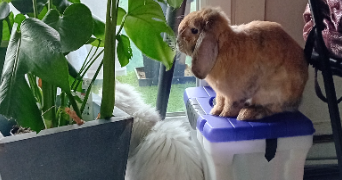 gaëlle pet sitter à RUEIL MALMAISON 92500_9