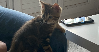 mahé pet sitter à GRENOBLE 38100_0