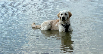 sabine pet sitter à CLERMONT 60600_1